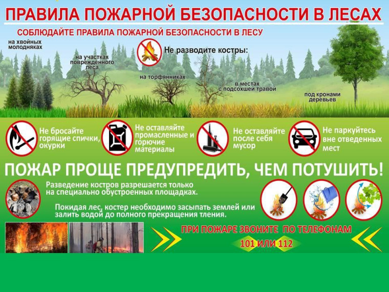 Правила пожарной безопасности в лесах. Правила пожарной безопасности в лесах.